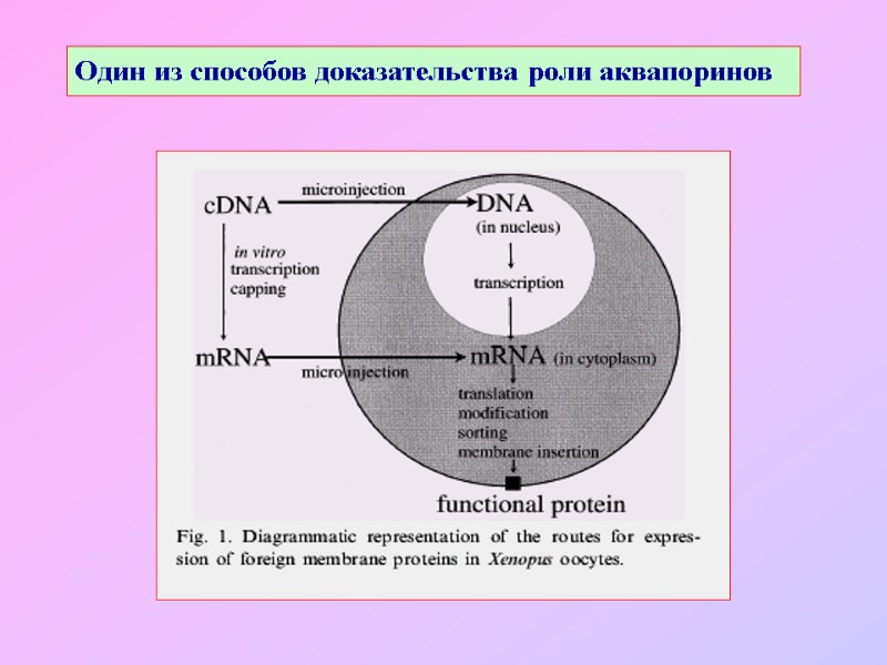 Один из способов доказательства роли аквапоринов